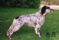 Setter Anglais MAYA DES MOISSONNETTES